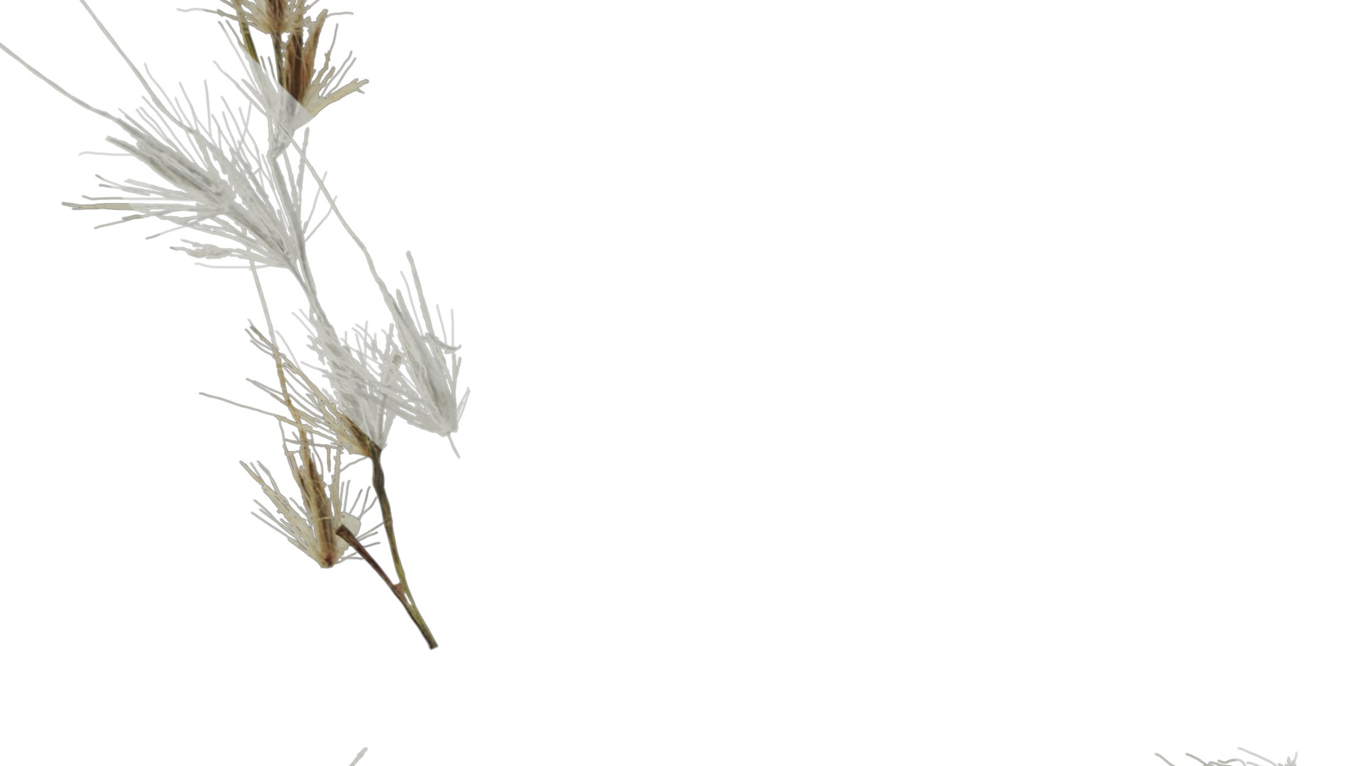 Anydrafts Miscanthus sacchariflorus Inflorescence 01 Texture_3