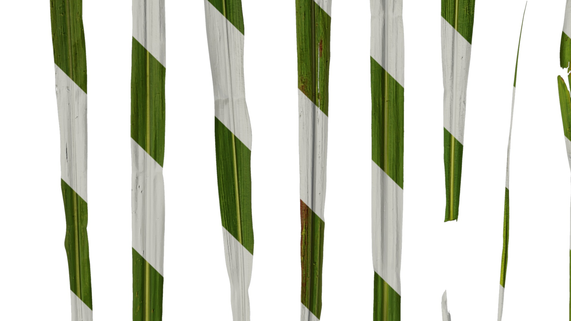 Anydrafts Miscanthus sacchariflorus Leaf 01 Texture_5