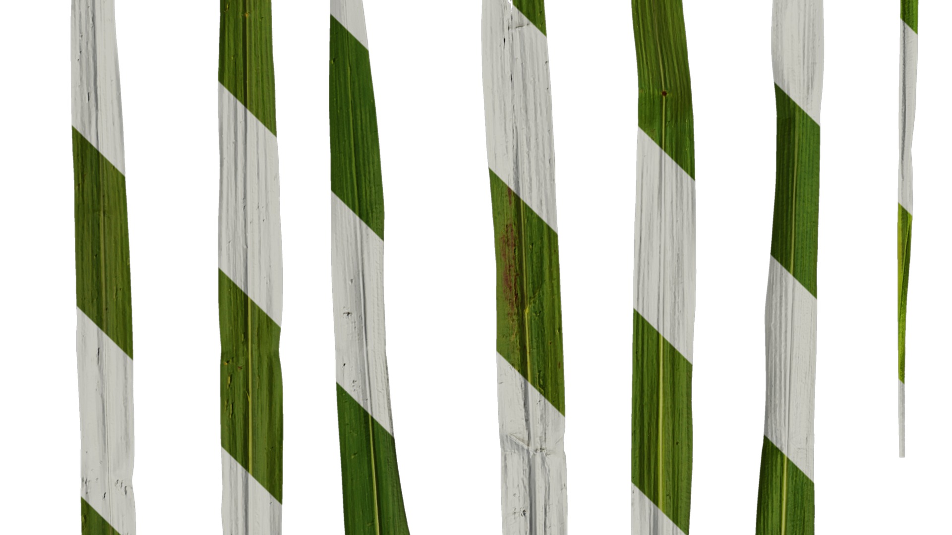 Anydrafts Miscanthus sacchariflorus Leaf 01 Texture_3