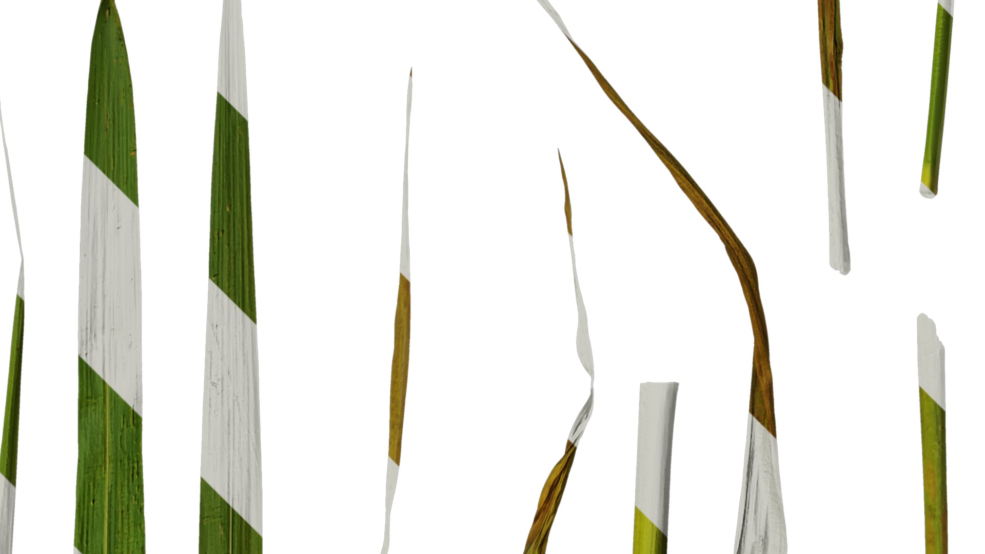 Anydrafts Miscanthus sacchariflorus Leaf 01 Texture_2