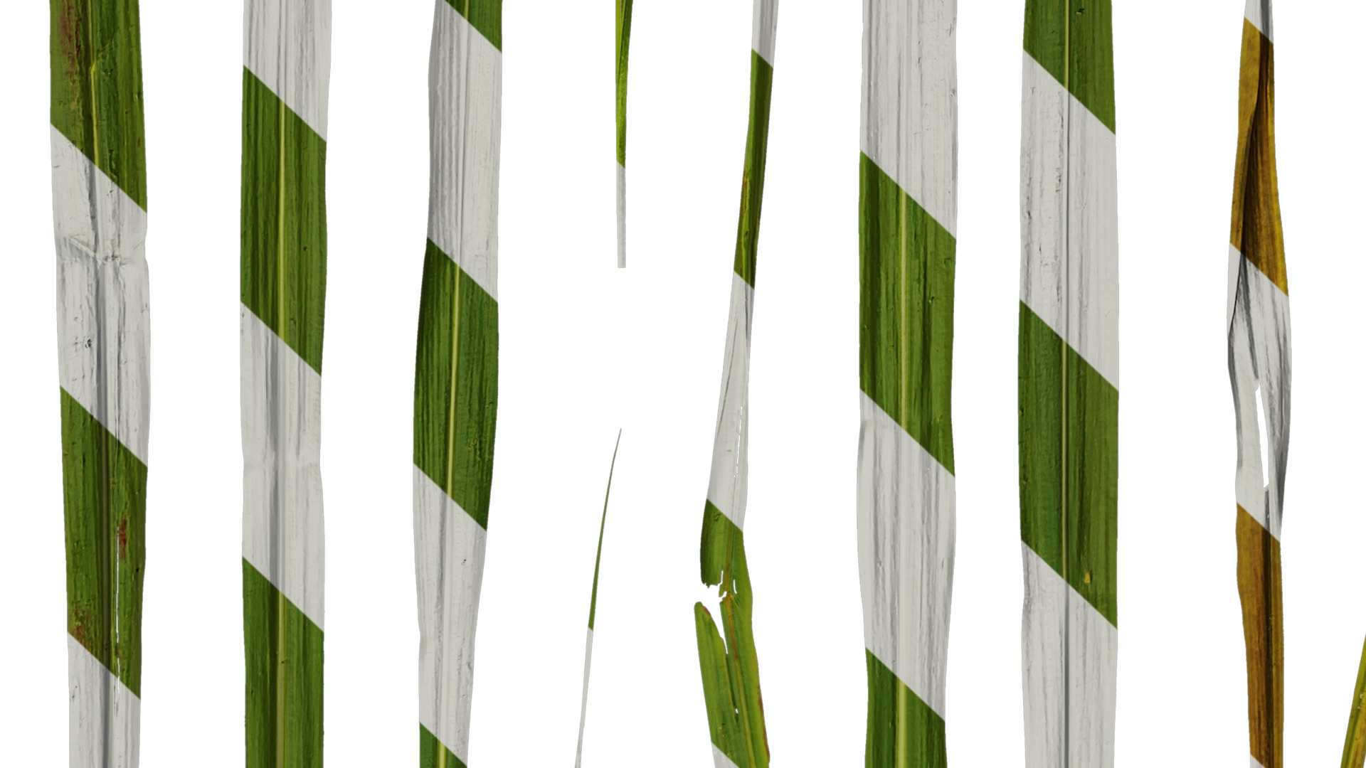 Anydrafts Miscanthus sacchariflorus Leaf 01 Texture_7