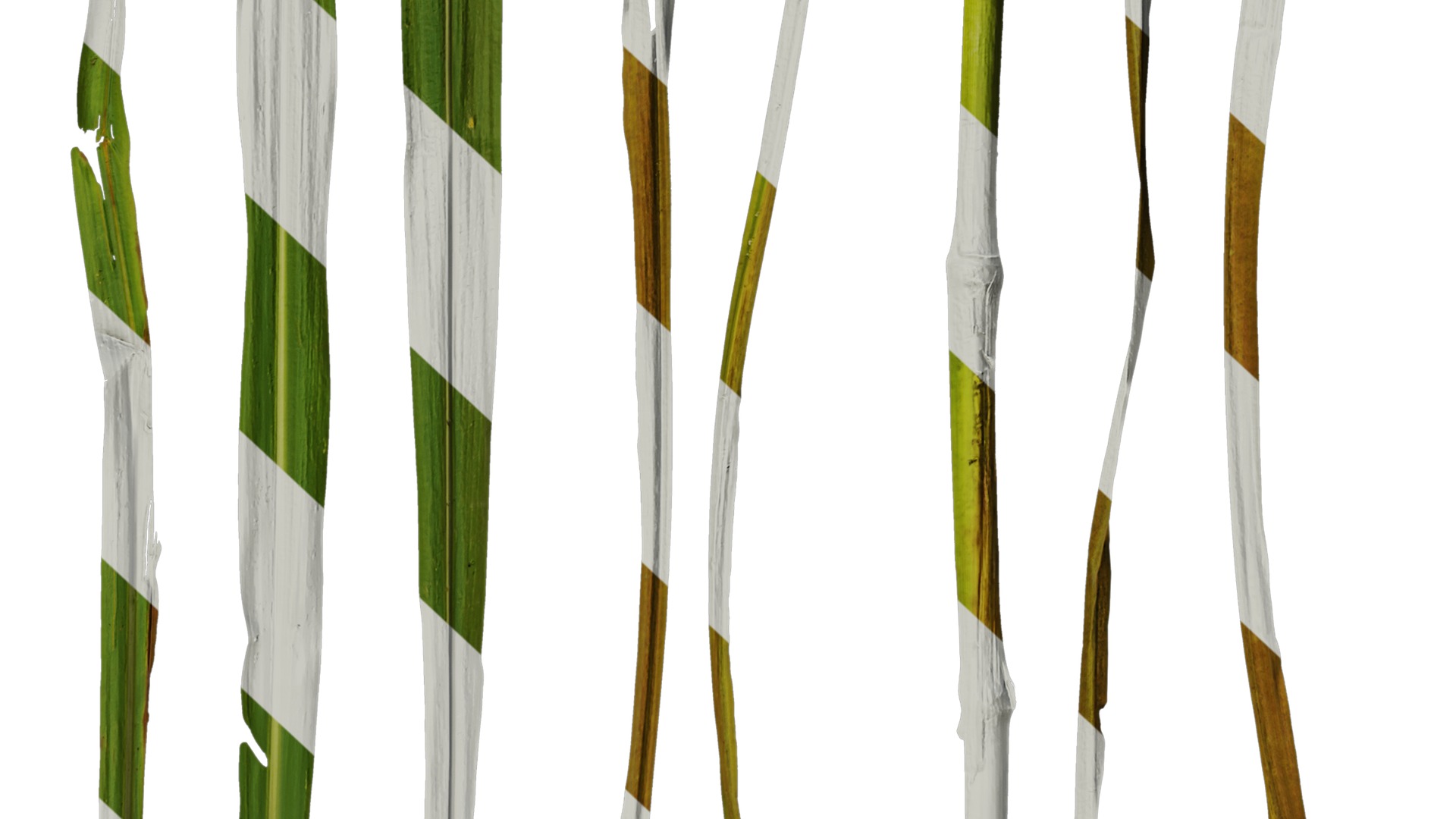 Anydrafts Miscanthus sacchariflorus Leaf 01 Texture_6