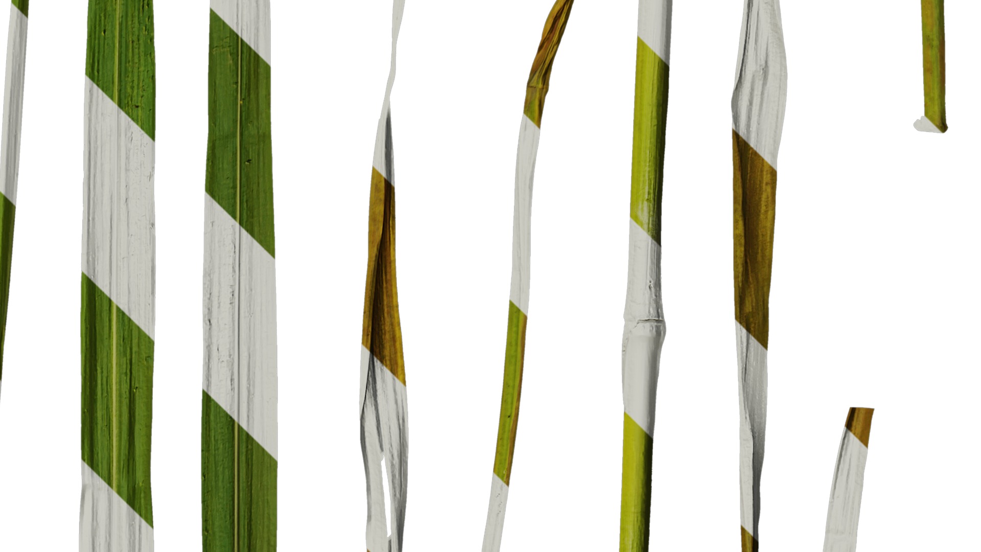 Anydrafts Miscanthus sacchariflorus Leaf 01 Texture_4