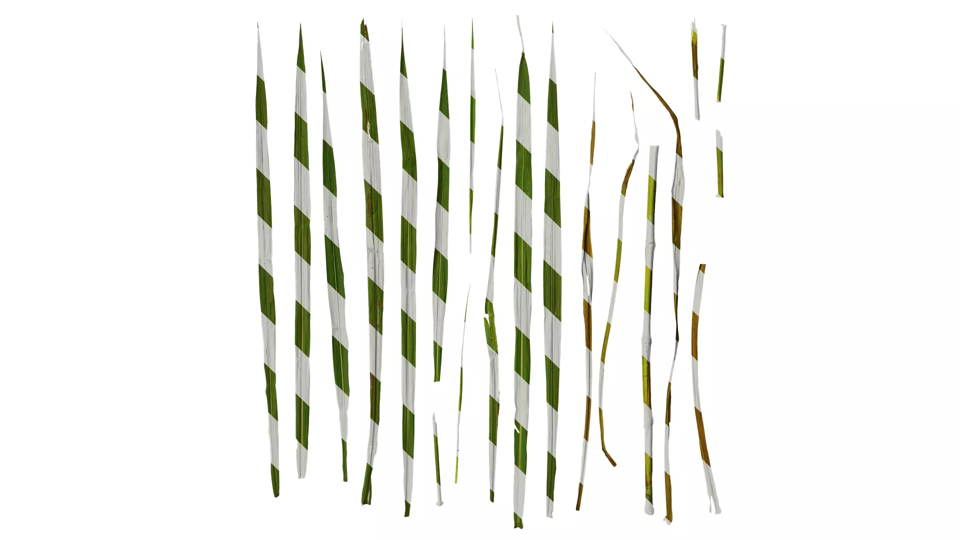 Anydrafts Miscanthus sacchariflorus Leaf 01 Texture_0