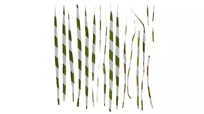 Anydrafts Miscanthus sacchariflorus Leaf 01