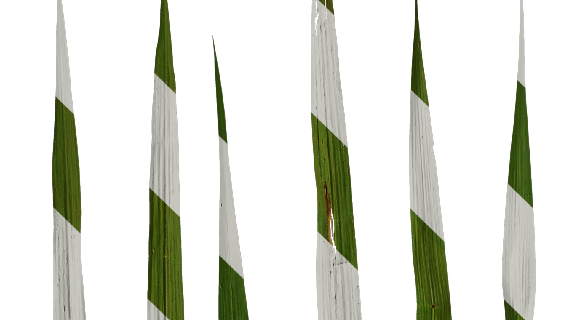 Anydrafts Miscanthus sacchariflorus Leaf 01 Texture_1