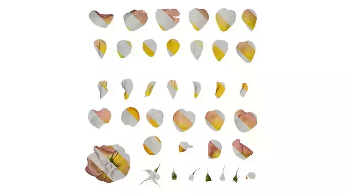 Anydrafts Rosa chinensis Flower 06