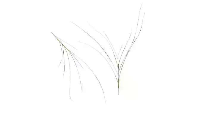 Anydrafts Miscanthus sinensis Atlas 02