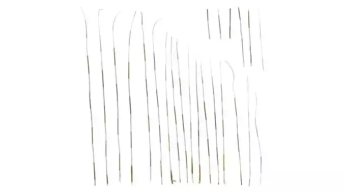 Anydrafts Miscanthus sinensis Leaf 01