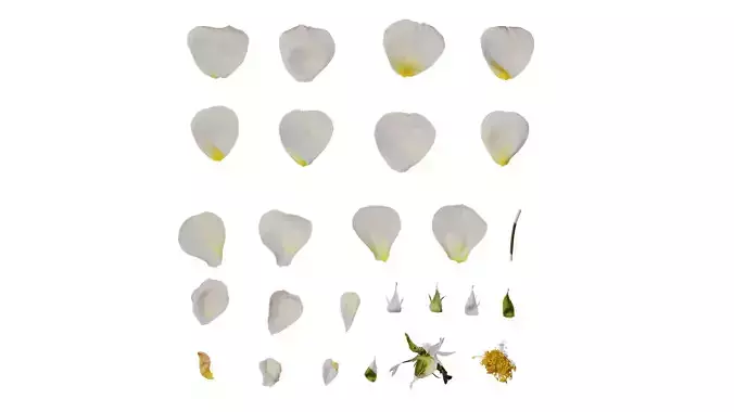 Anydrafts Rosa chinensis Flower 16