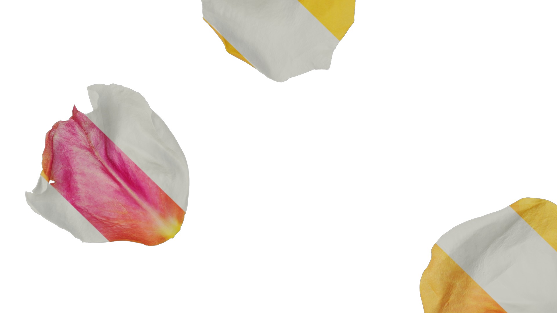 Anydrafts Rosa chinensis Flower 18 Texture_3