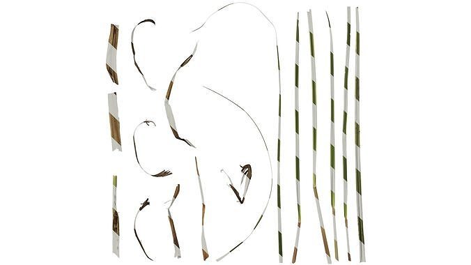 Anydrafts Miscanthus sinensis variegatus 01 Leaf 02 Texture
