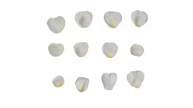 Anydrafts Rosa chinensis Flower 22