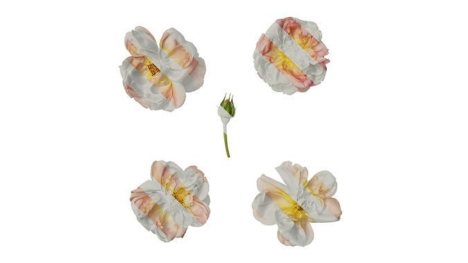 Anydrafts Rosa chinensis Flower 23 Texture