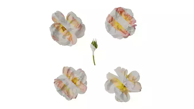 Anydrafts Rosa chinensis Flower 23