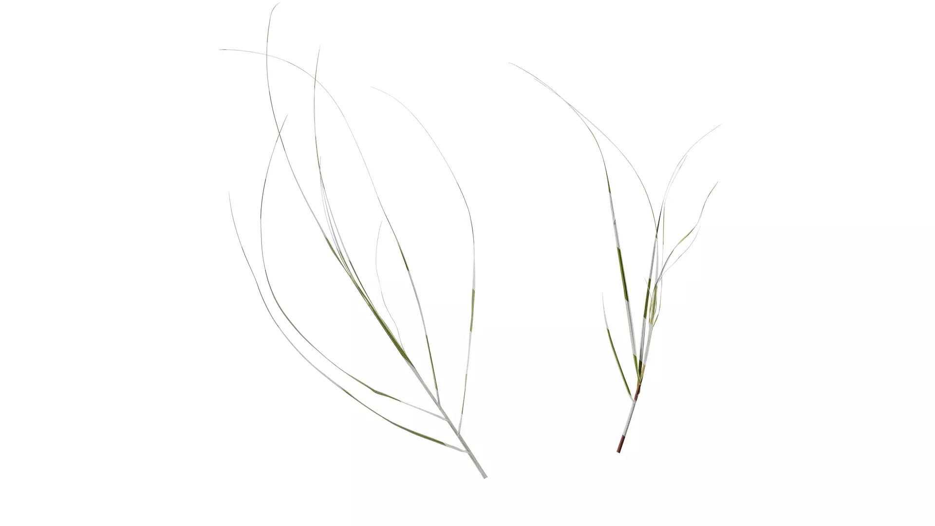 Anydrafts Miscanthus sinensis variegatus 02 Atlas 02 Texture
