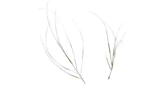 Anydrafts Miscanthus sinensis variegatus 02 Atlas 02