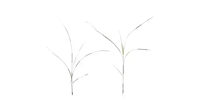 Anydrafts Miscanthus sinensis variegatus 02 Atlas 03