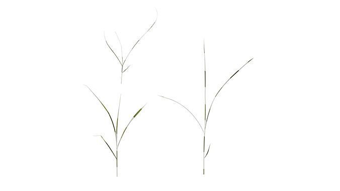 Anydrafts Miscanthus sinensis variegatus 02 Atlas 04 Texture