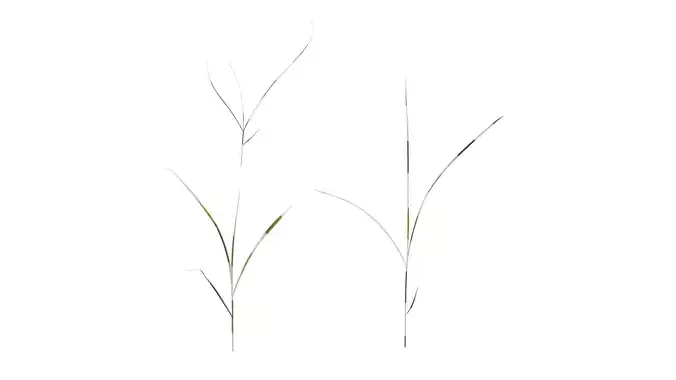 Anydrafts Miscanthus sinensis variegatus 02 Atlas 04