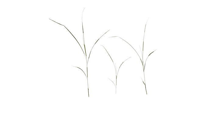 Anydrafts Miscanthus sinensis variegatus 02 Atlas 05 Texture