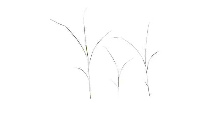 Anydrafts Miscanthus sinensis variegatus 02 Atlas 05