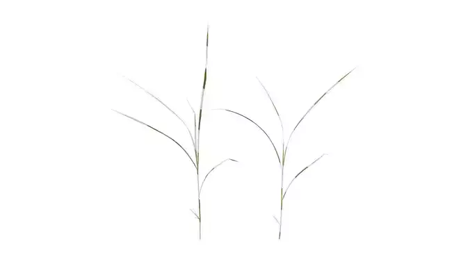 Anydrafts Miscanthus sinensis variegatus 02 Atlas 06