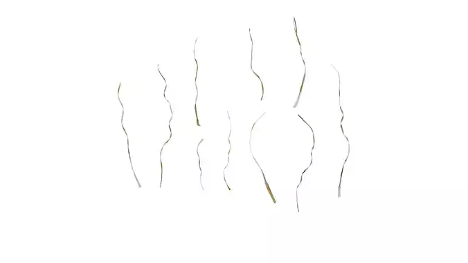 Anydrafts Miscanthus sinensis variegatus 02 Leaf 01