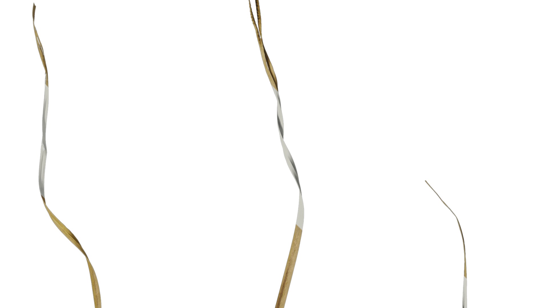 Anydrafts Miscanthus sinensis variegatus 02 Leaf 01 Texture_2