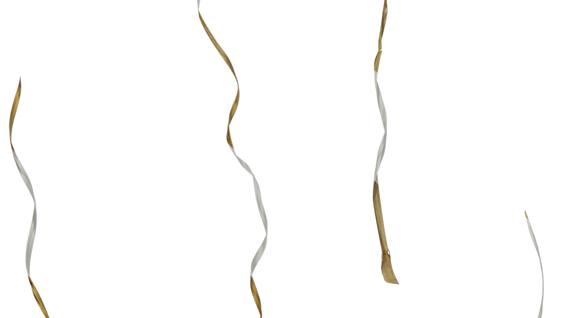 Anydrafts Miscanthus sinensis variegatus 02 Leaf 01 Texture_3