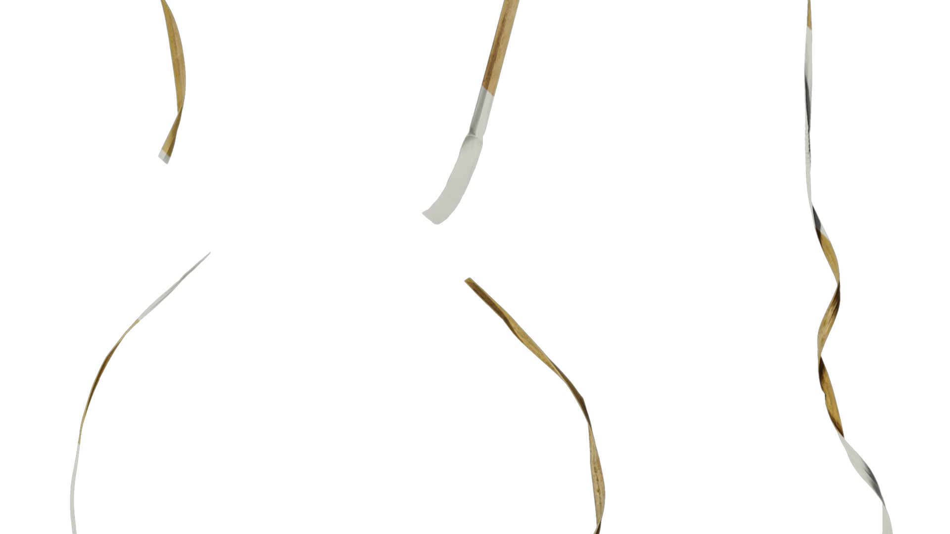 Anydrafts Miscanthus sinensis variegatus 02 Leaf 01 Texture_4