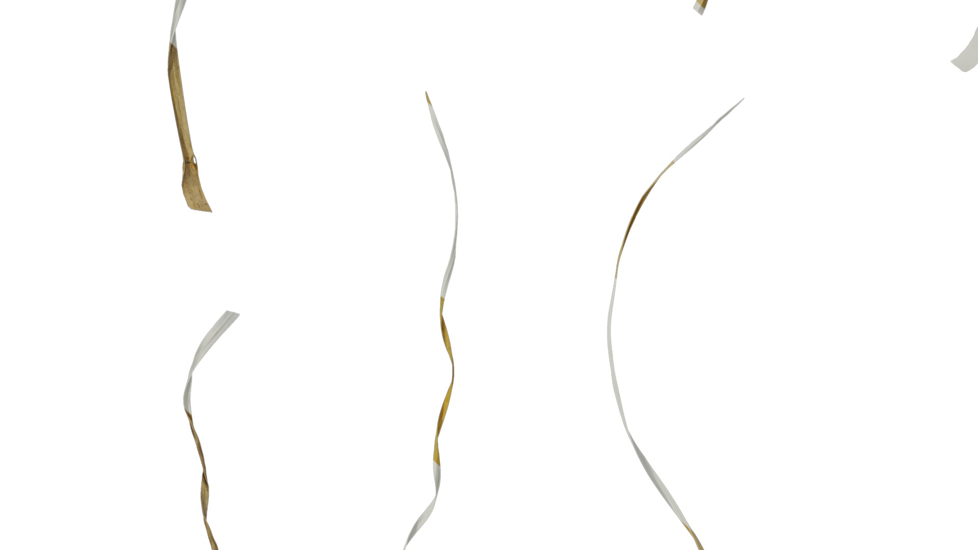 Anydrafts Miscanthus sinensis variegatus 02 Leaf 01 Texture_7