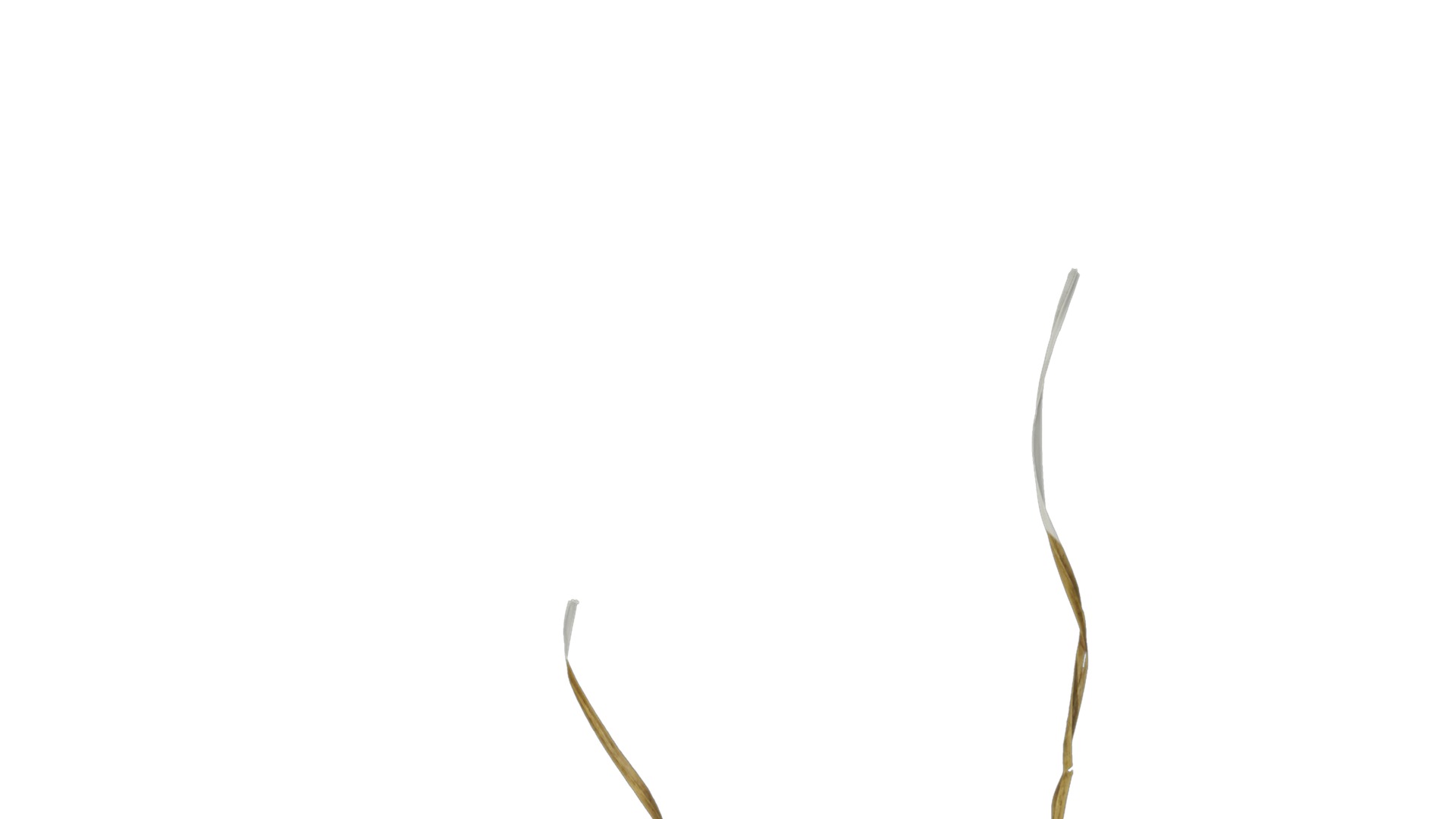 Anydrafts Miscanthus sinensis variegatus 02 Leaf 01 Texture_1