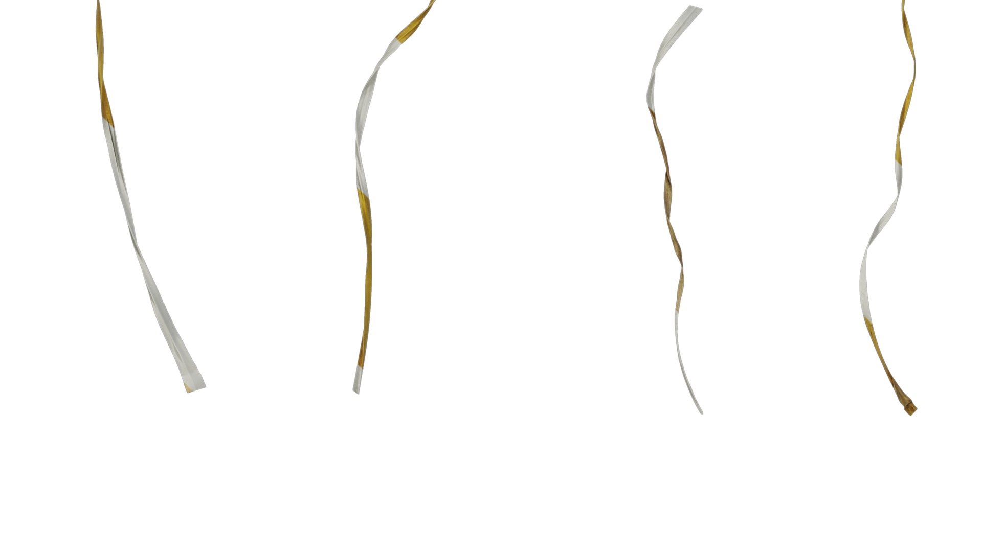 Anydrafts Miscanthus sinensis variegatus 02 Leaf 01 Texture_5