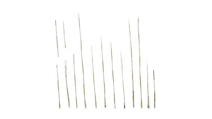 Anydrafts Miscanthus sinensis variegatus 02 Leaf 02 Texture