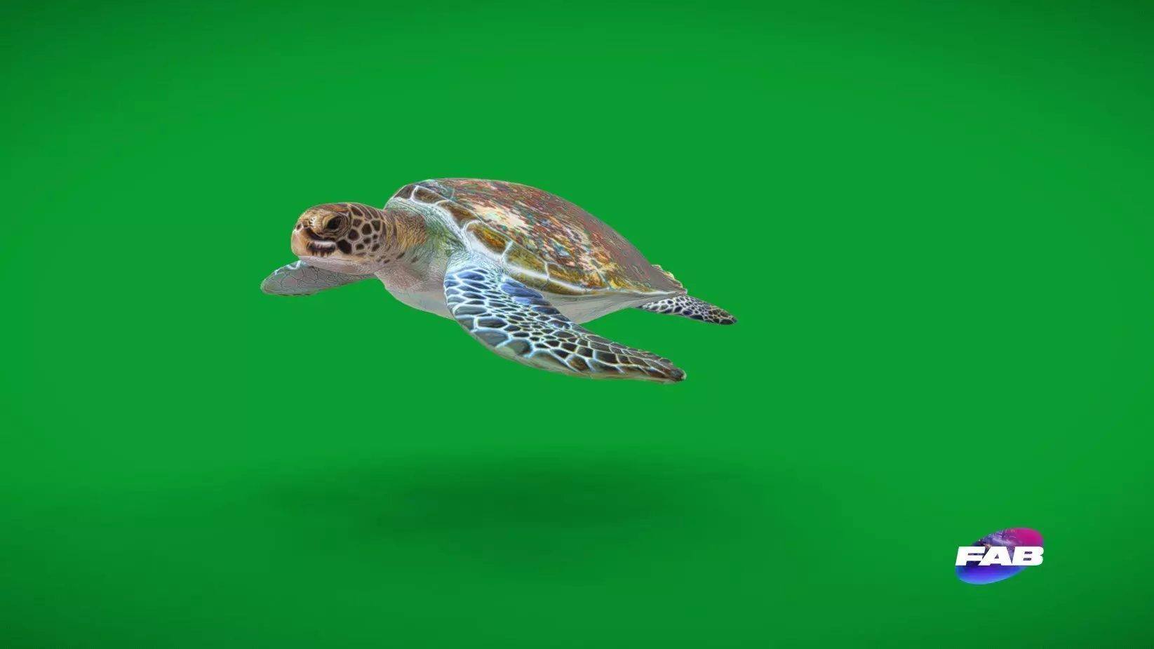 Green Sea Turtle Low-poly 3D model_0