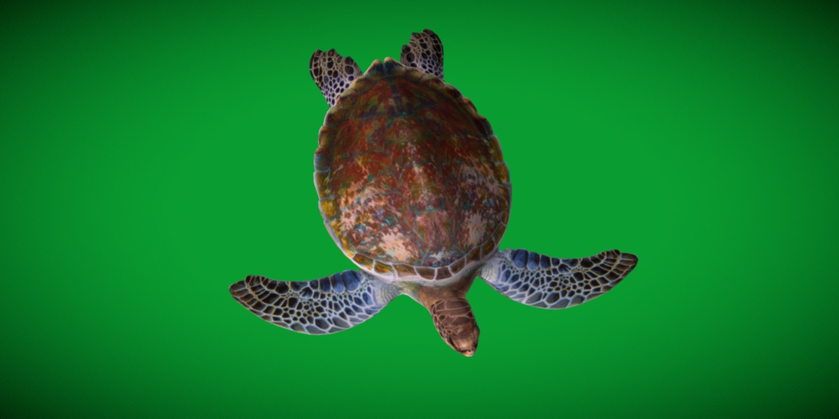 Green Sea Turtle Low-poly 3D model_19