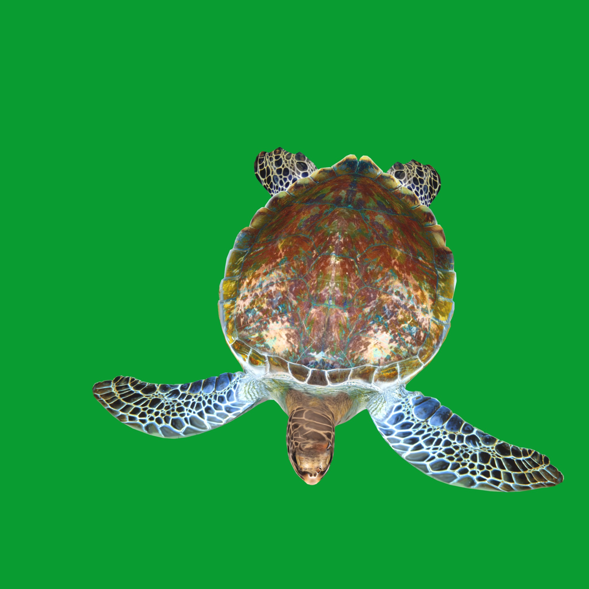 Green Sea Turtle Low-poly 3D model_22