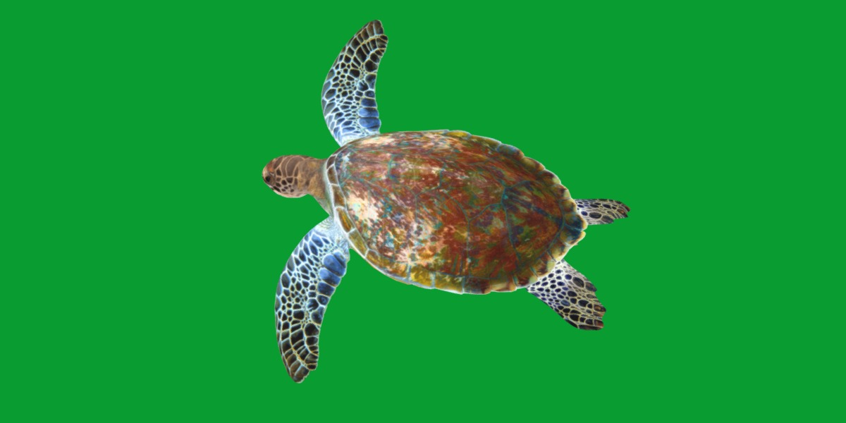 Green Sea Turtle Low-poly 3D model_23