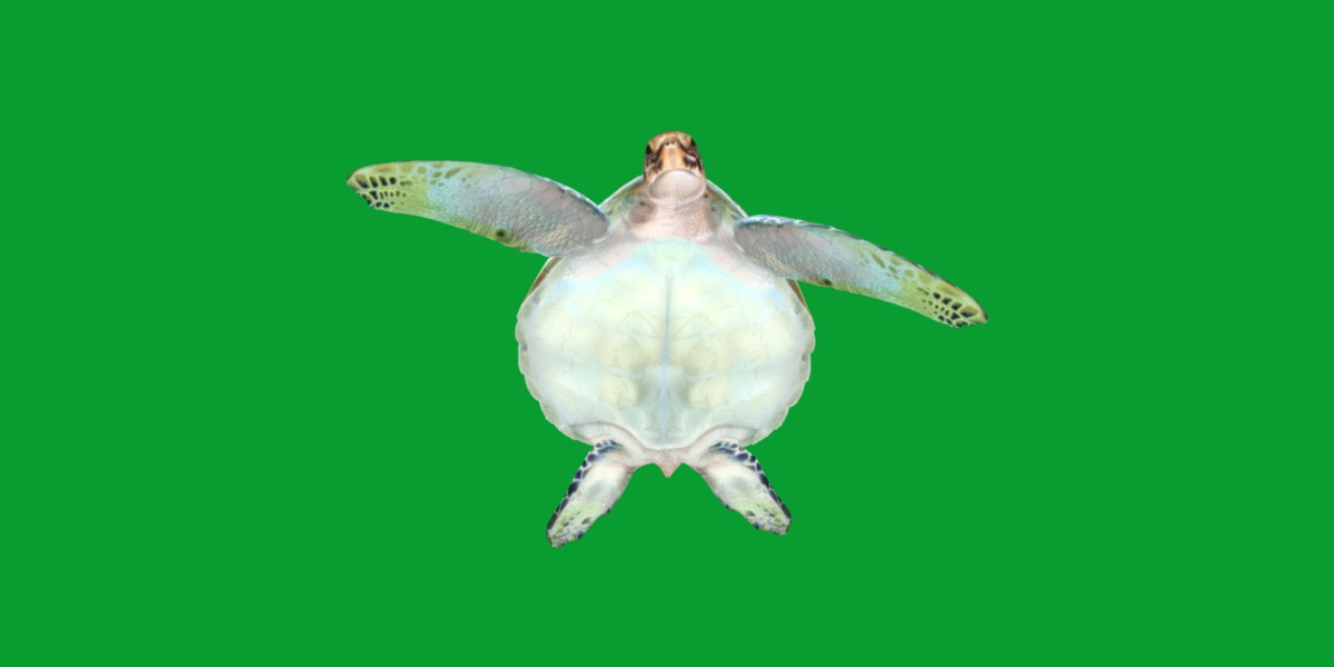 Green Sea Turtle Low-poly 3D model_24