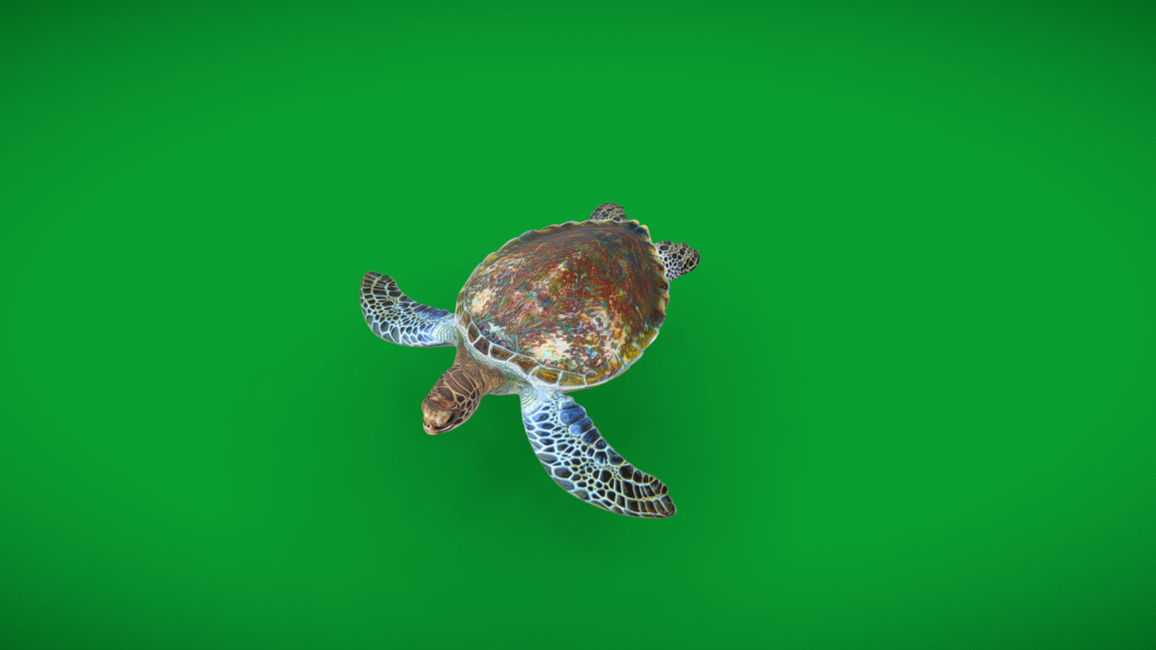 Green Sea Turtle Low-poly 3D model_31
