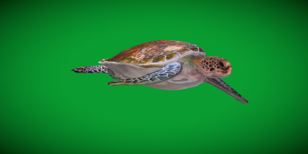 Green Sea Turtle Low-poly 3D model_6
