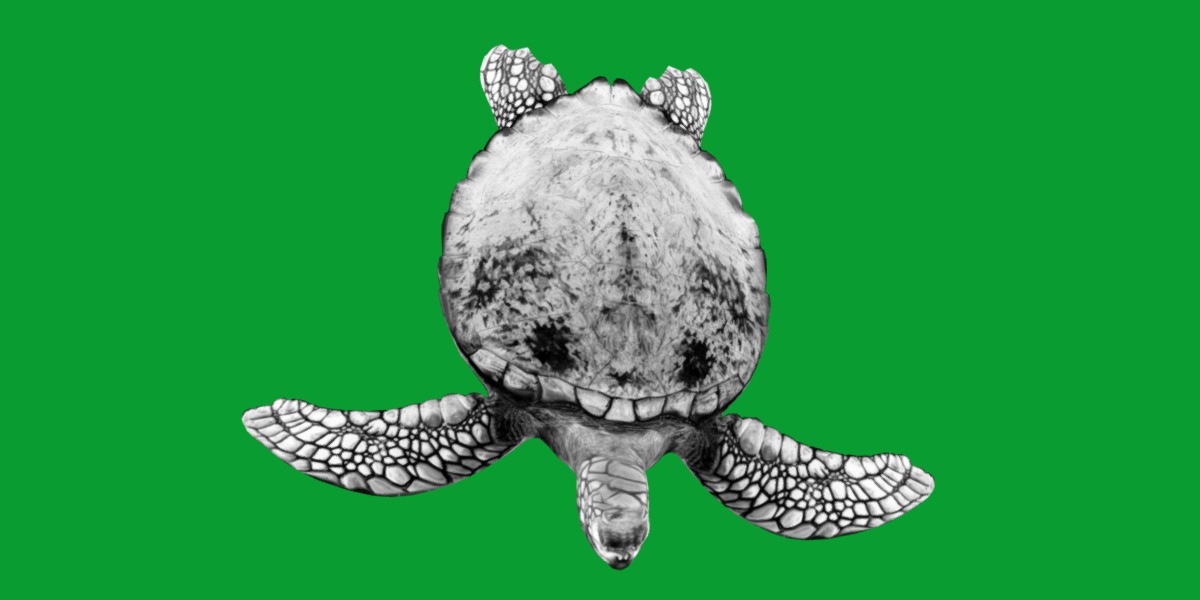 Green Sea Turtle Low-poly 3D model_9