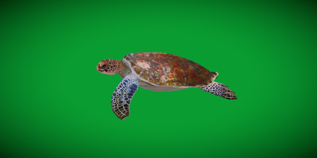 Green Sea Turtle Low-poly 3D model_29