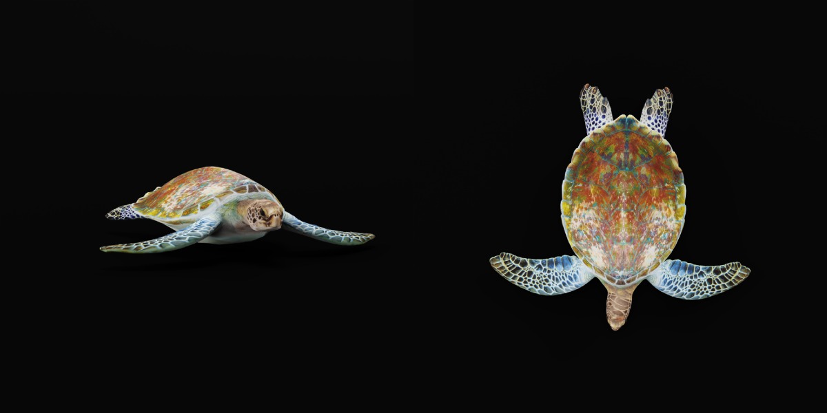 Green Sea Turtle Low-poly 3D model_5