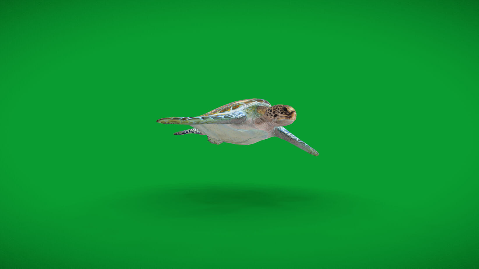 Green Sea Turtle Low-poly 3D model_32