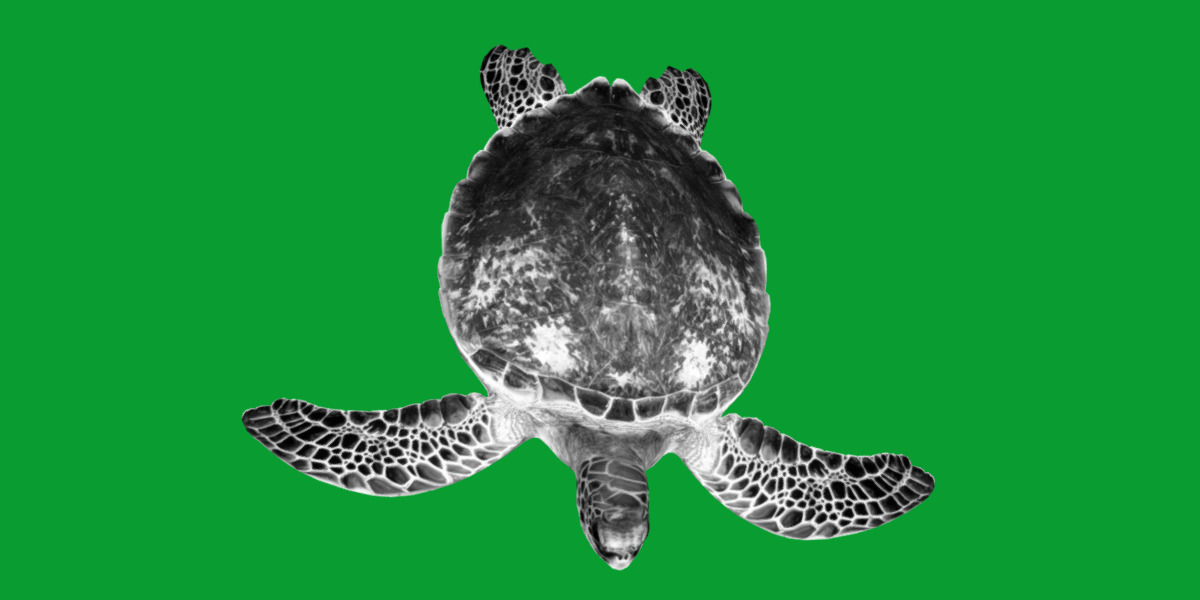 Green Sea Turtle Low-poly 3D model_10