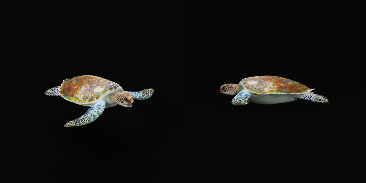 Green Sea Turtle Low-poly 3D model_25