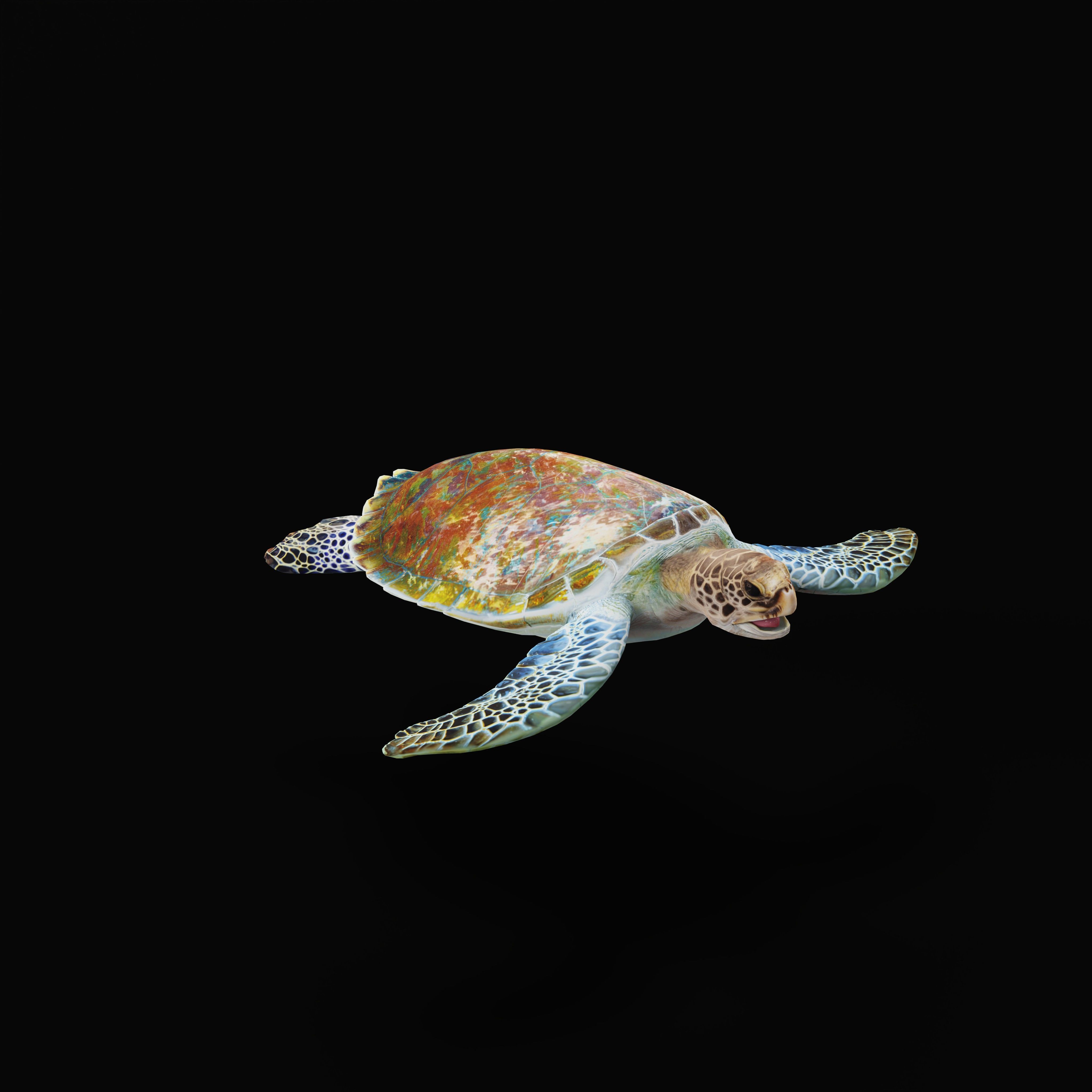 Green Sea Turtle Low-poly 3D model_39