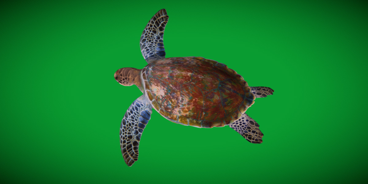 Green Sea Turtle Low-poly 3D model_4